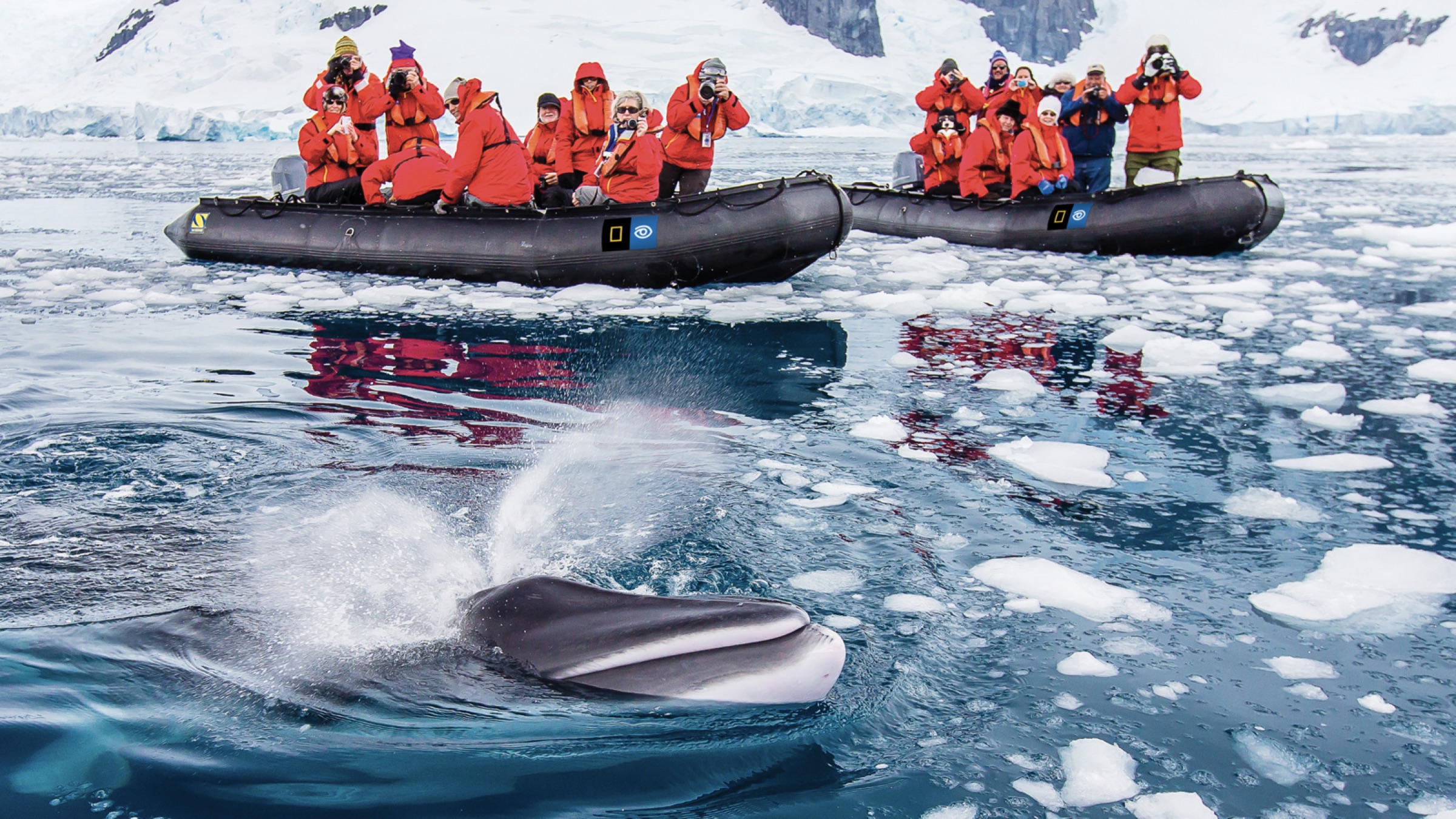 National Geographic — Lindblad Expeditions guests in Zodiacs photographing a surfacing minke whale among Antarctic ice floes
